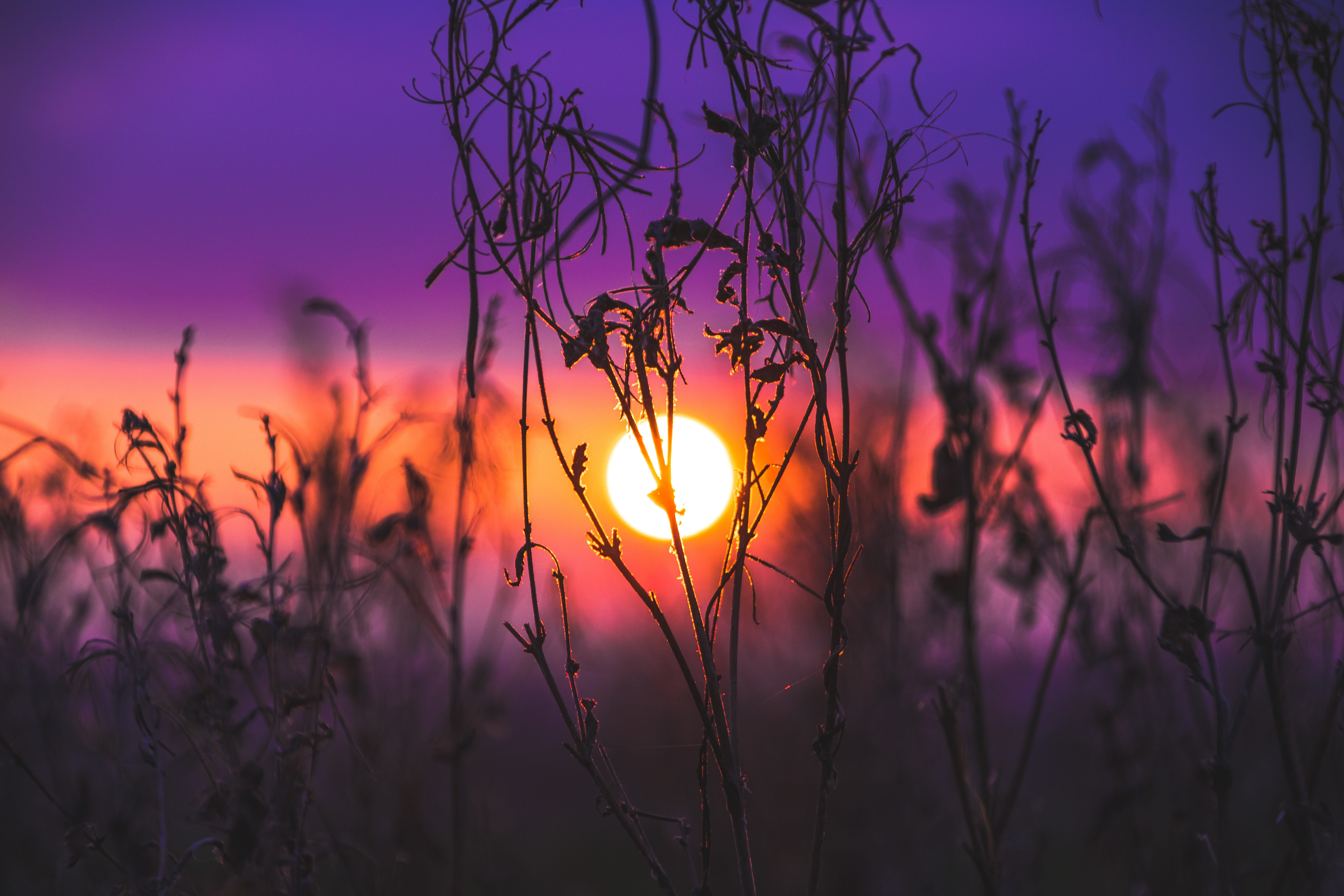 Wheat Field